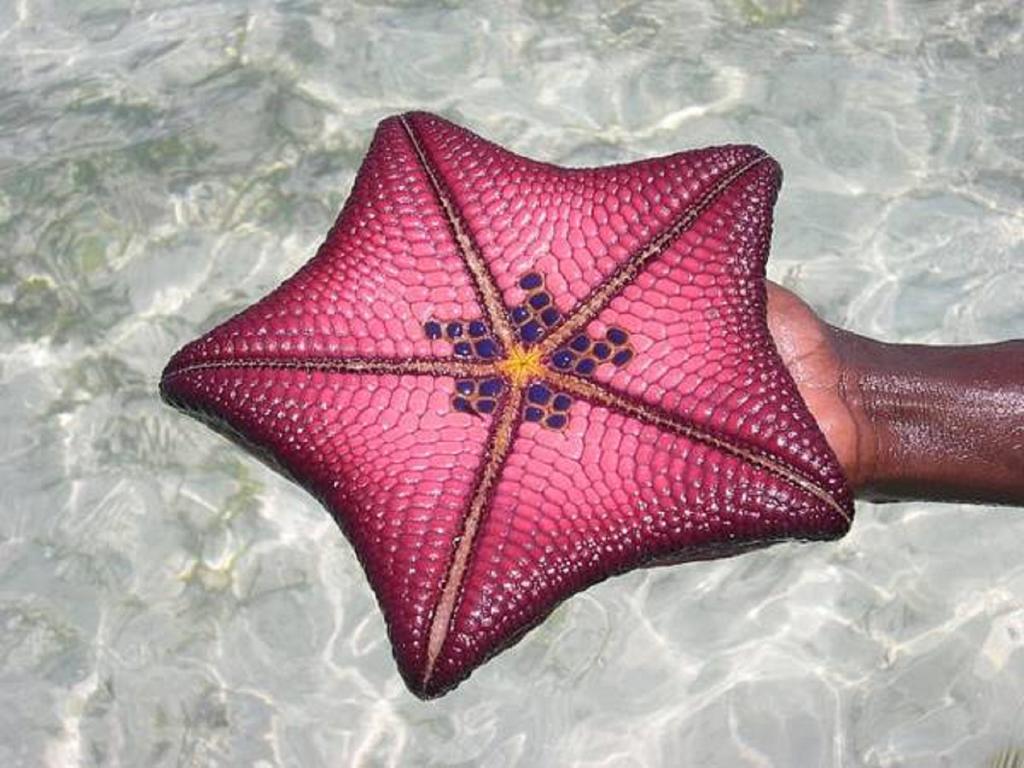 Resort Goasis Zanzibar