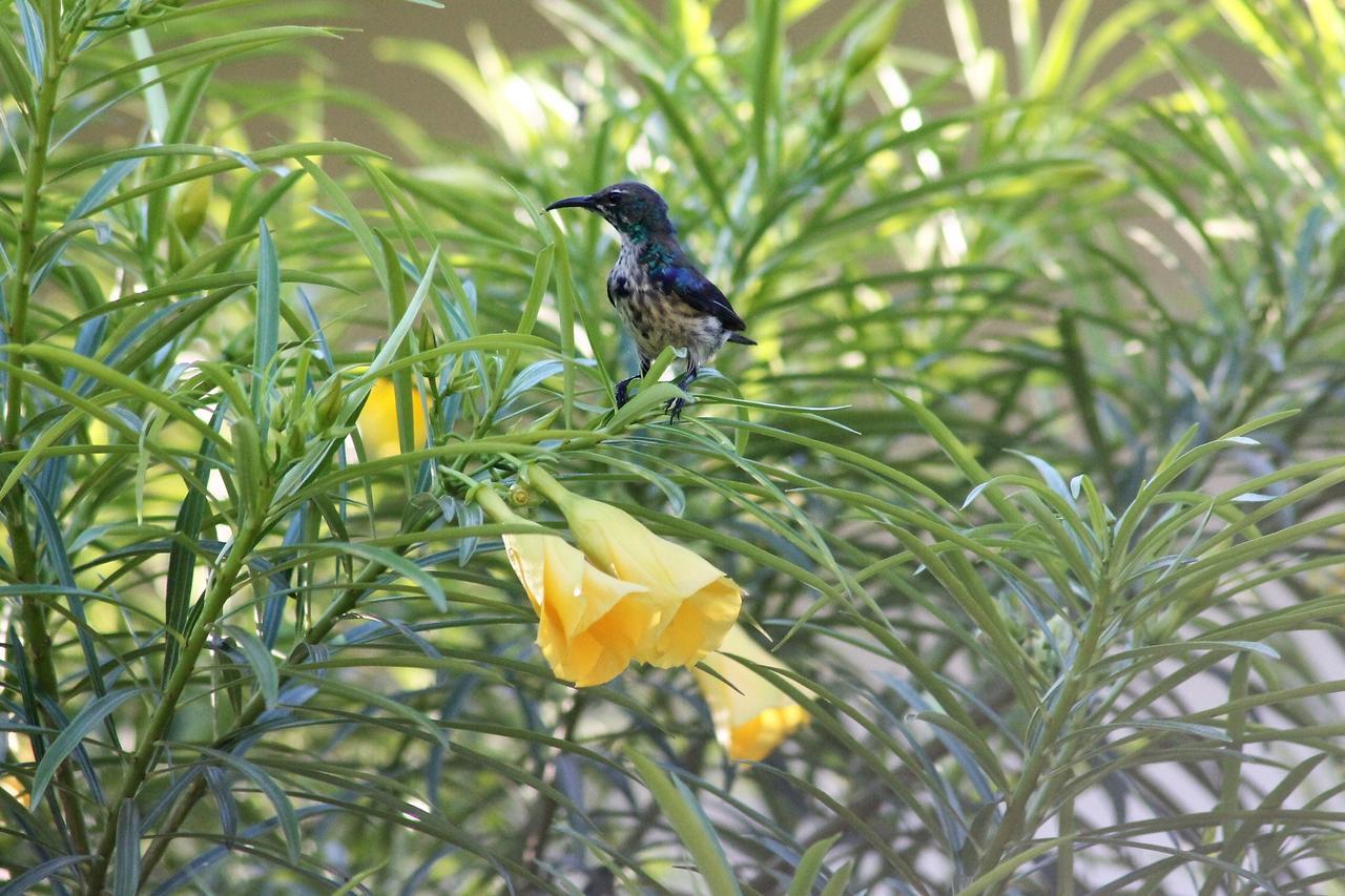 Botanica Eco Lodge Michamvi Kae