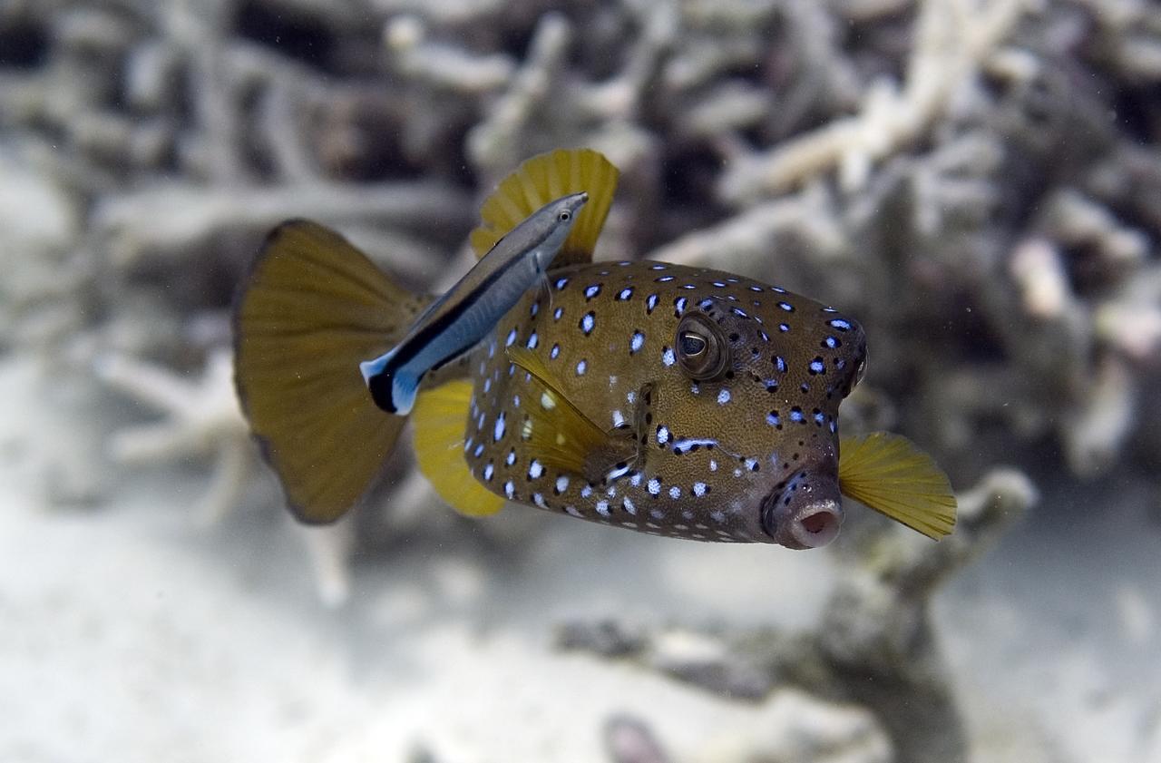 Chumbe Island Coral Park 3* Mbweni