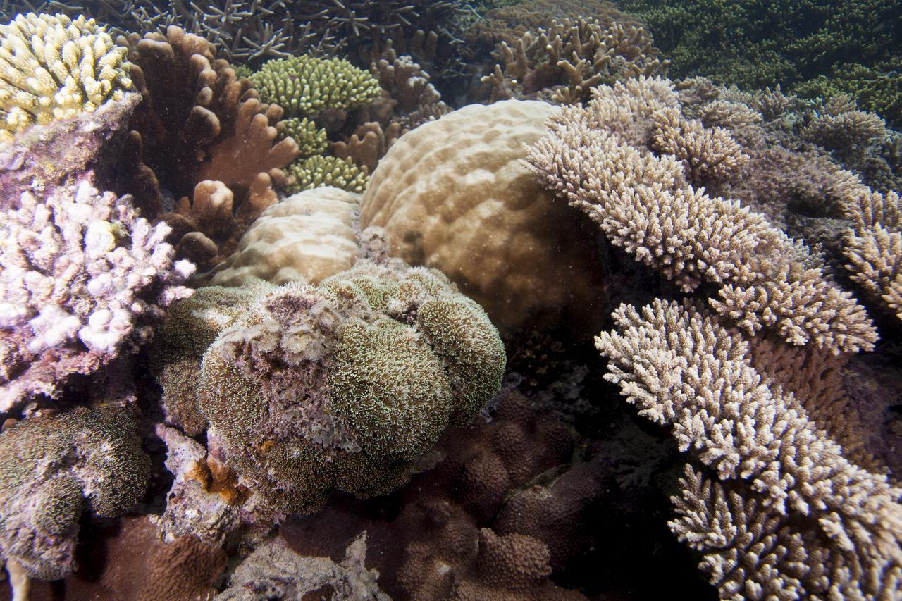 Chumbe Island Coral Park 3* Mbweni