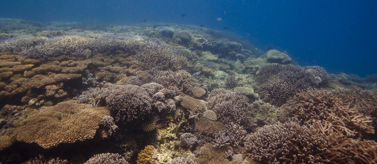 Chumbe Island Coral Park Resort Mbweni