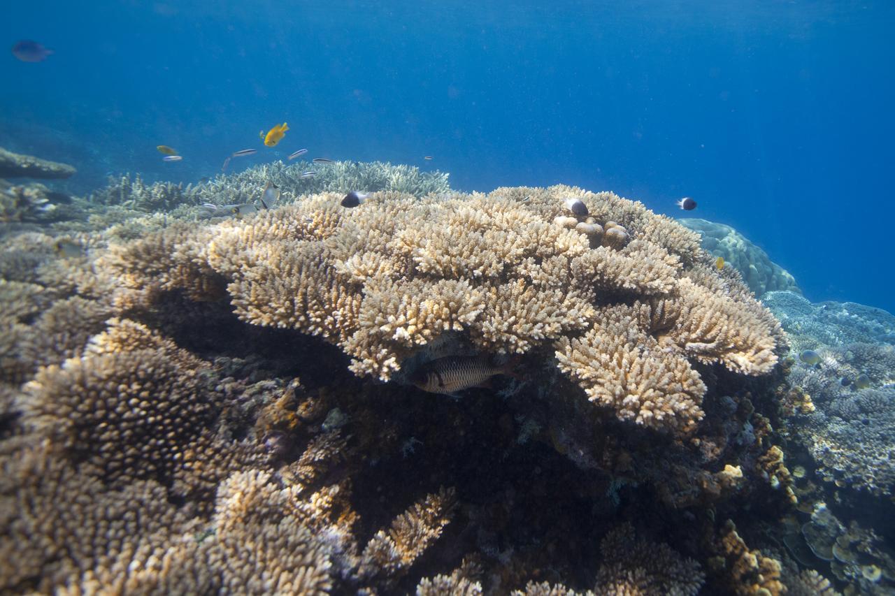 Chumbe Island Coral Park 3*