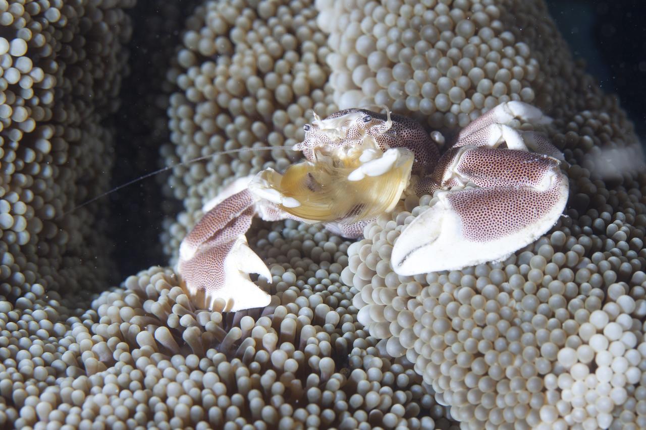 Chumbe Island Coral Park Mbweni