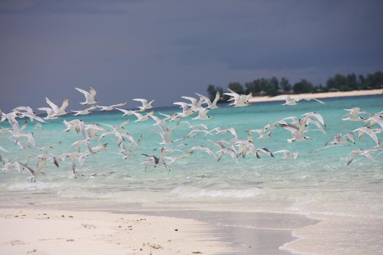 Resort Chapwani Private Island Grave Island