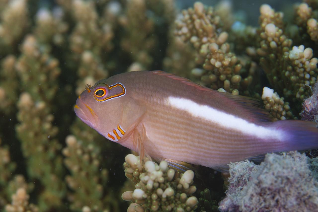 Chumbe Island Coral Park