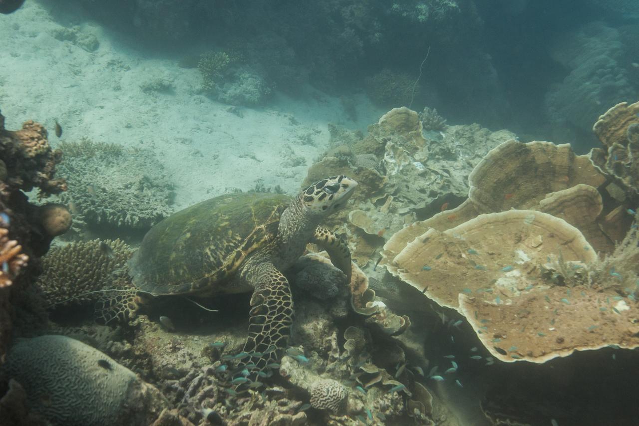 Chumbe Island Coral Park Resort Mbweni