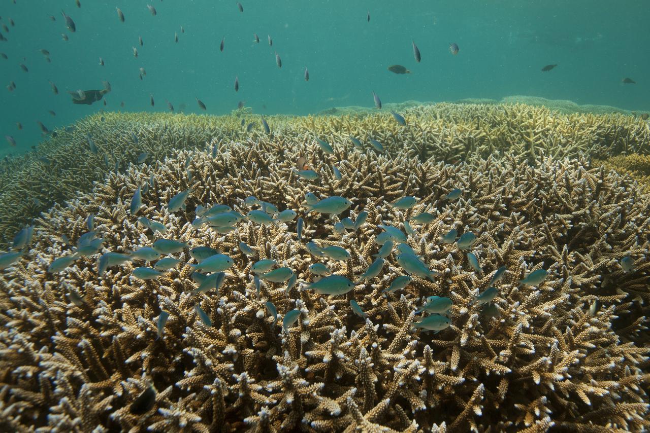 Chumbe Island Coral Park 3* Mbweni