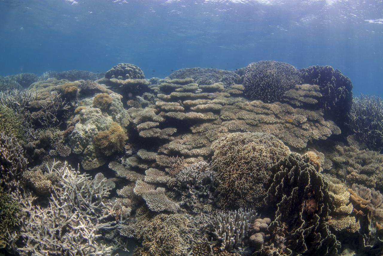 Chumbe Island Coral Park