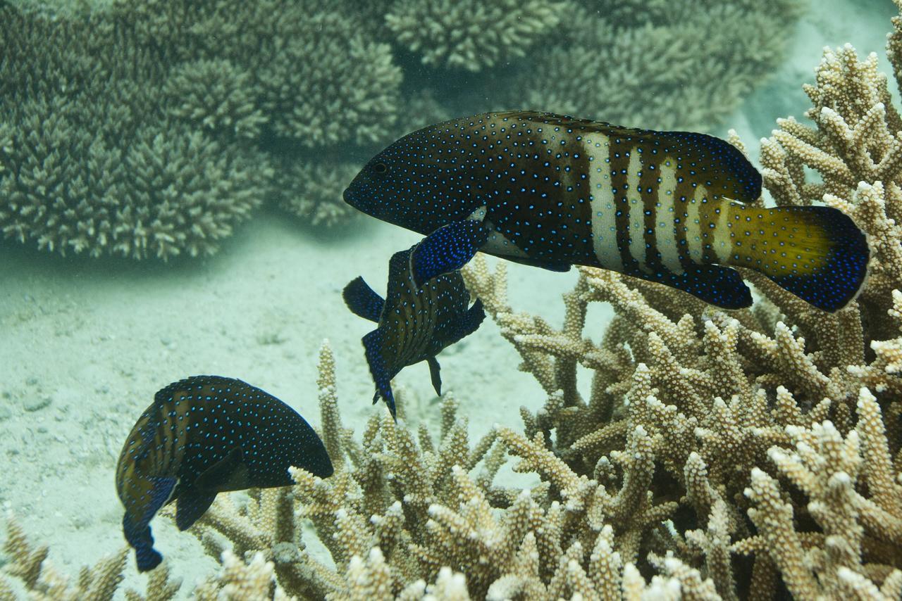 Chumbe Island Coral Park