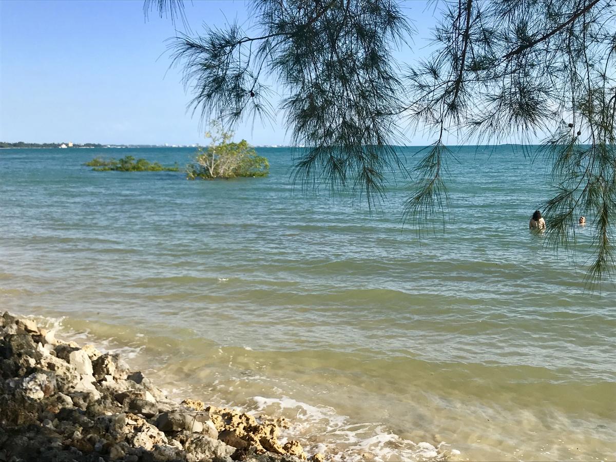 Mangrove Zanzibar