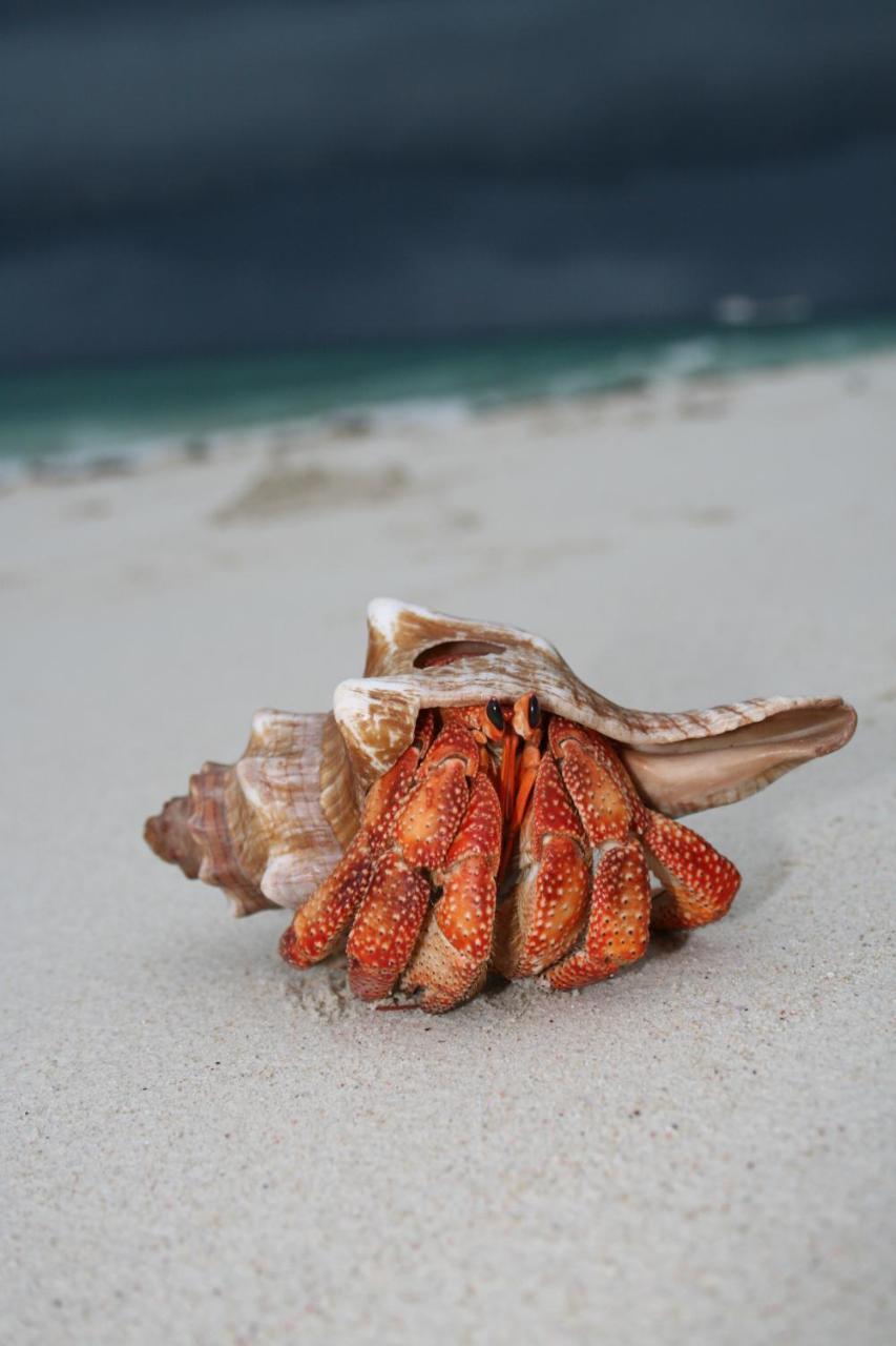 Resort Chumbe Island Coral Park Mbweni