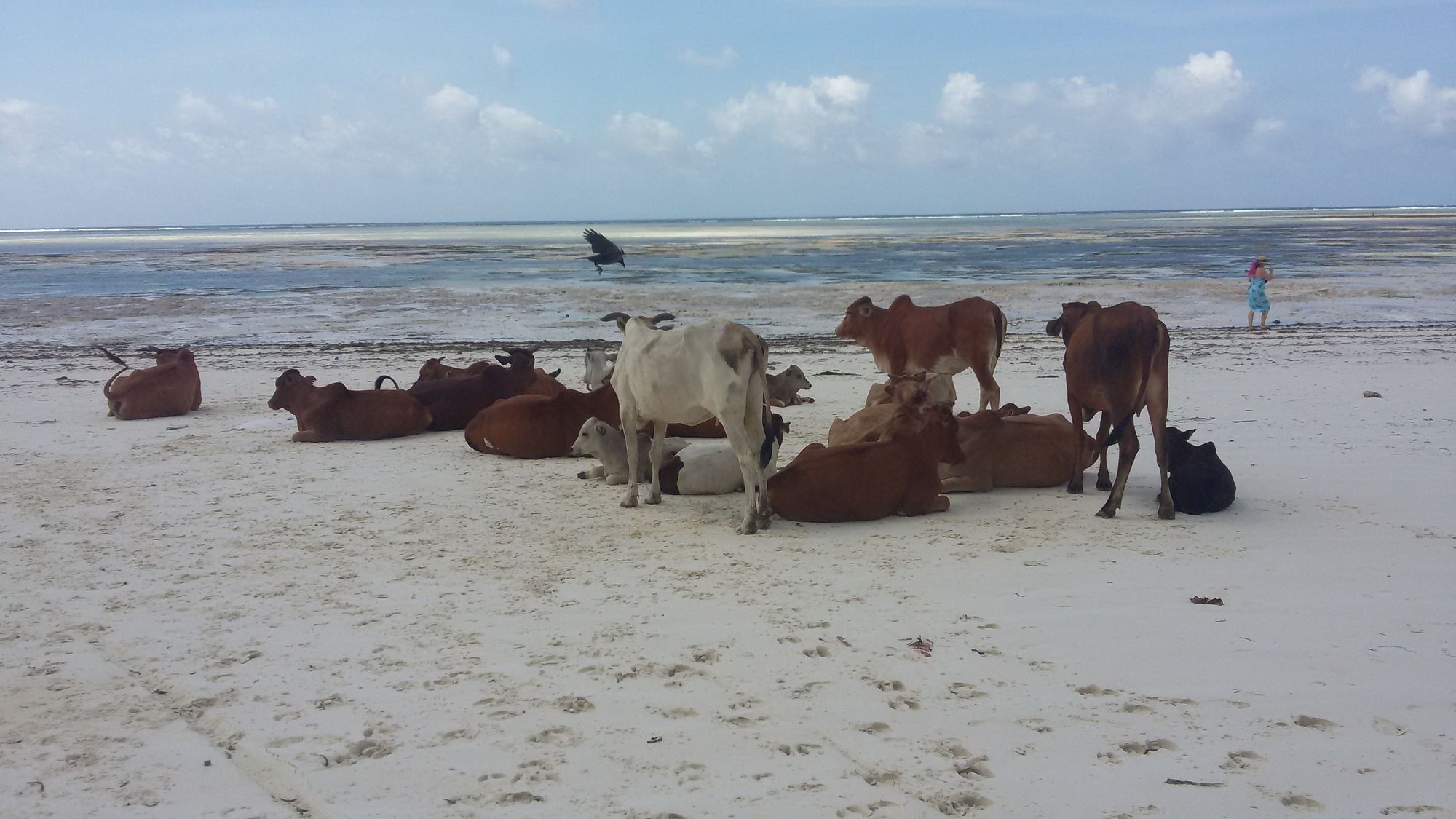 Resort African Sun Sea & Bwejuu