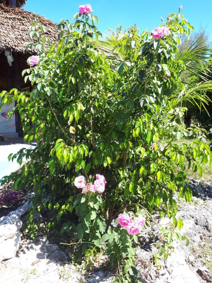 Lodge Jua Peponi *