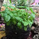 Eco-Farm