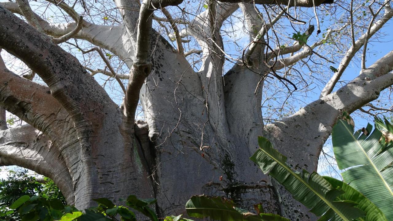 Bed & Breakfast Baobab Safari Beach *