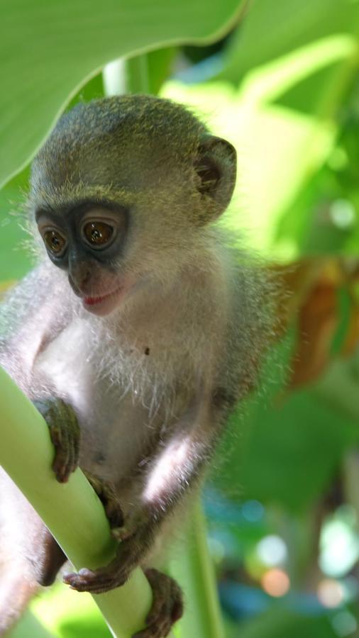 Baobab Safari Beach *