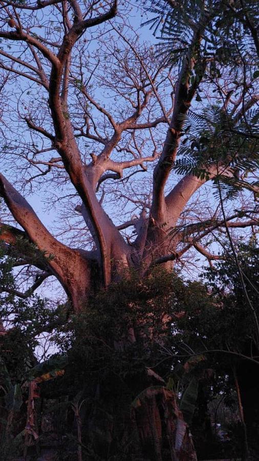 Baobab Safari Beach *