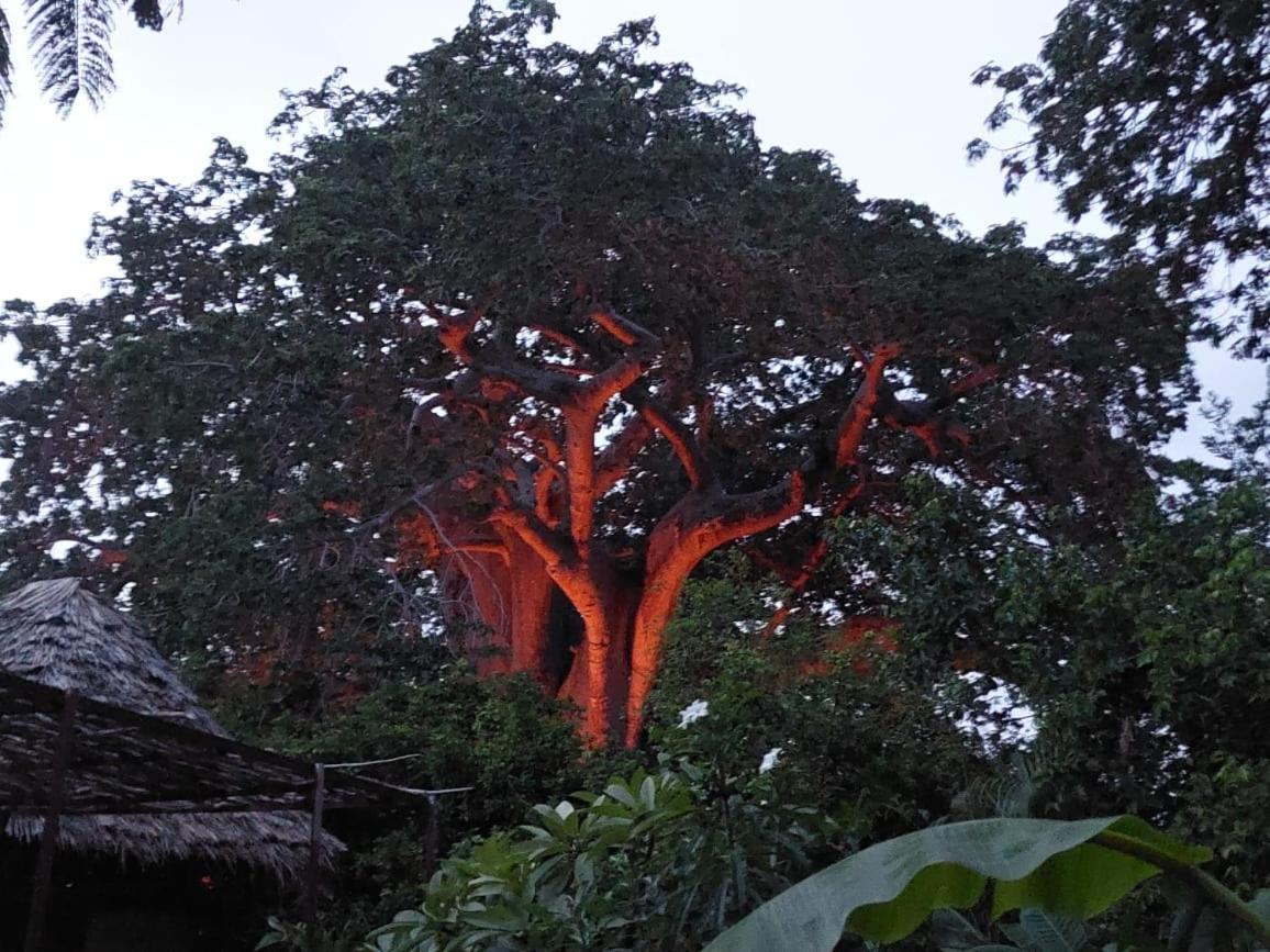 Baobab Safari Beach Bed & Breakfast *