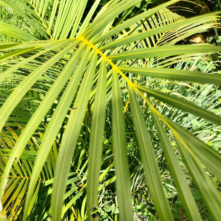 Solomon Of Zanzibar - Ocean View Nature Kidoti