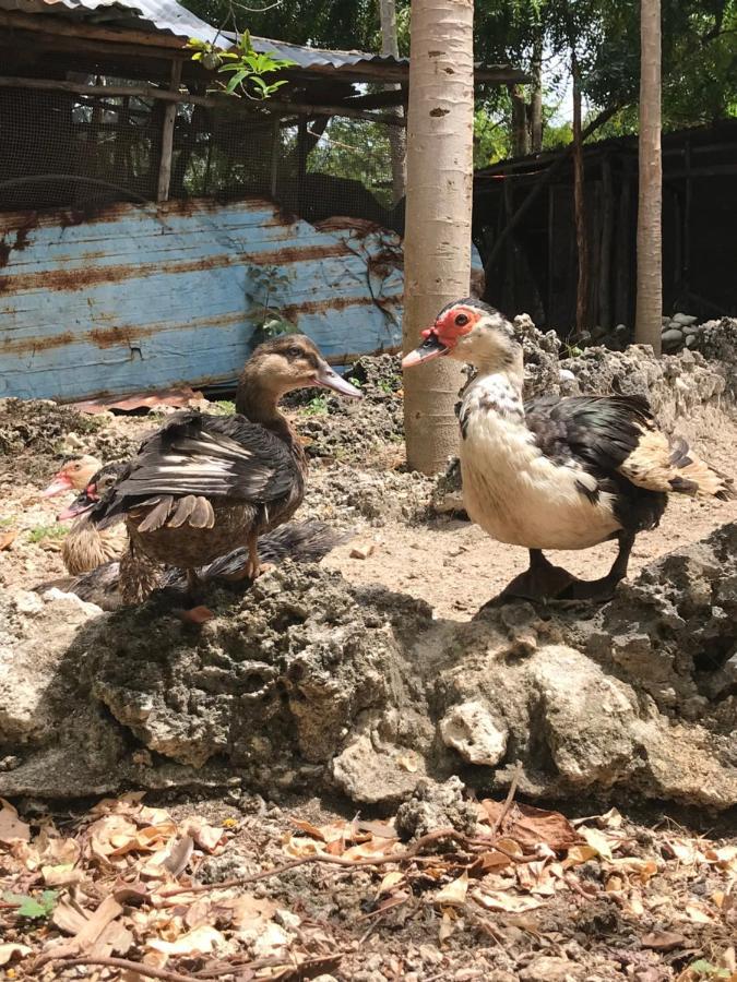 Eco-farm Jambiani (Zanzibar)