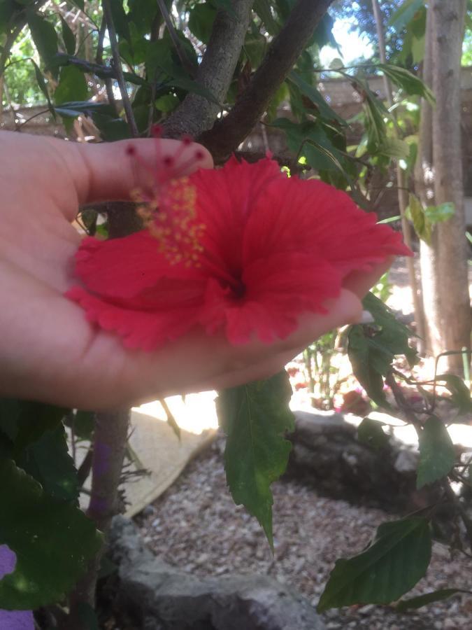 Eco-farm Jambiani (Zanzibar)