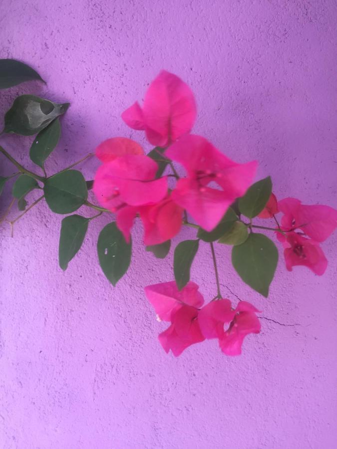 Country house Eco-farm Jambiani (Zanzibar)