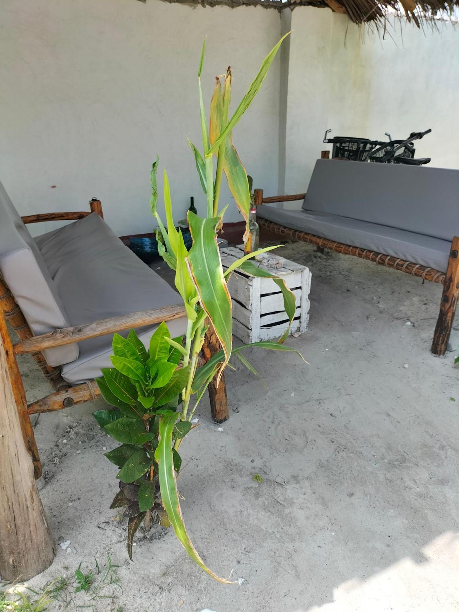 Mambo Leo Hostel *
