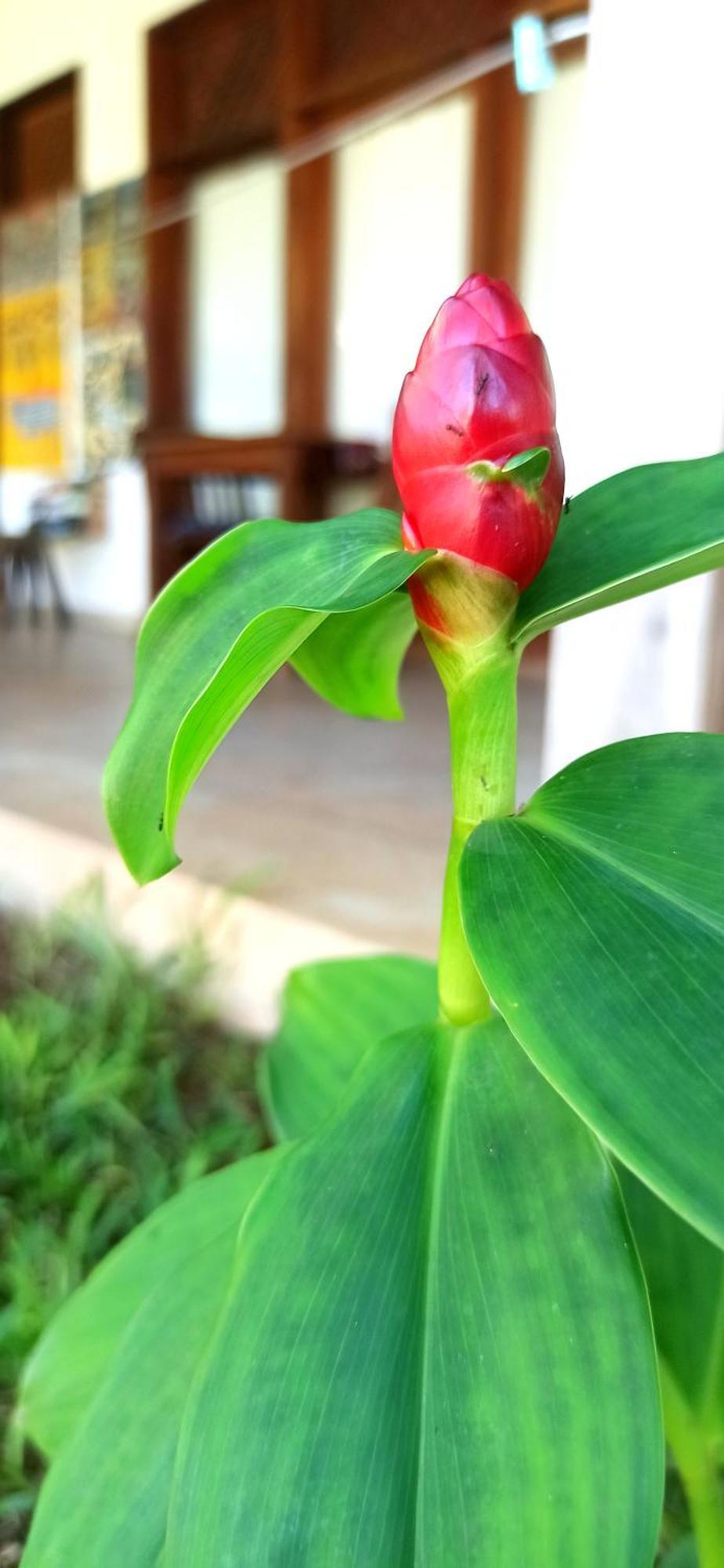 Art Zanzibar 3* Jambiani (Zanzibar)