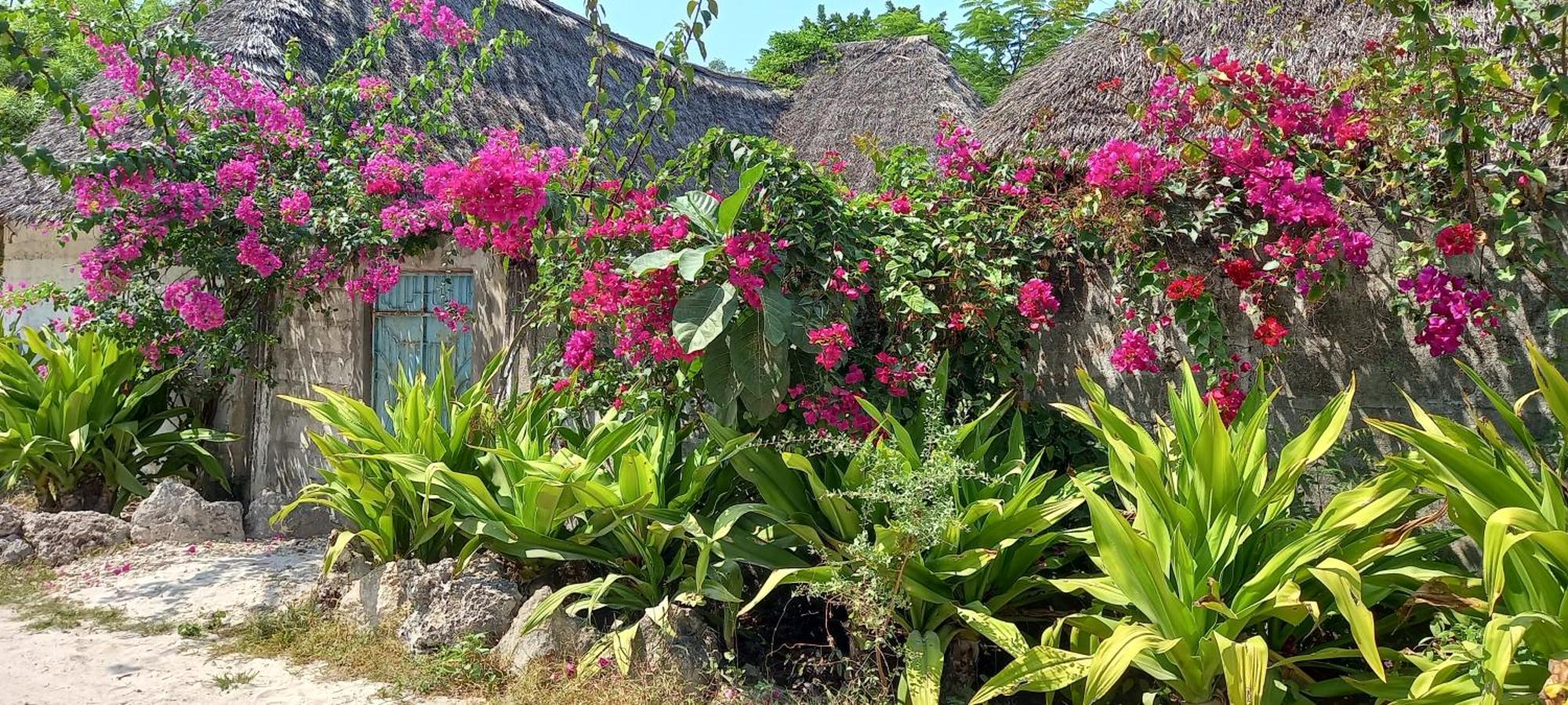 Morningstar Zanzibar Guest house Matemwe (Zanzibar)