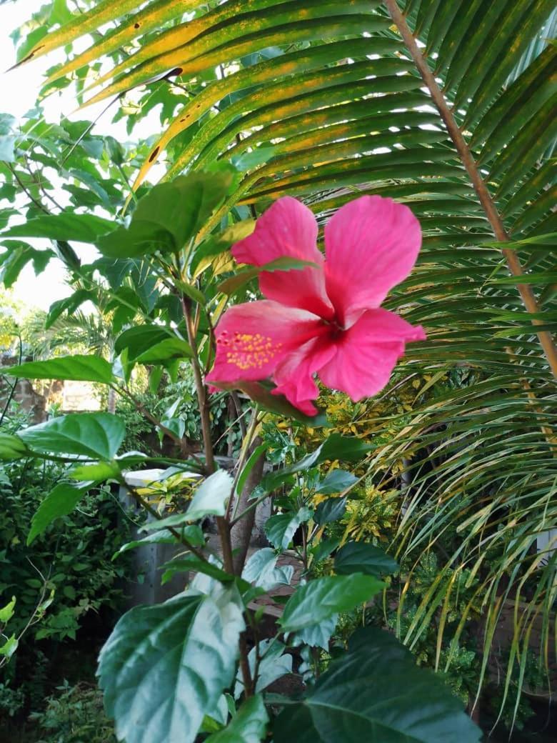 Bed & Breakfast Panopano House *