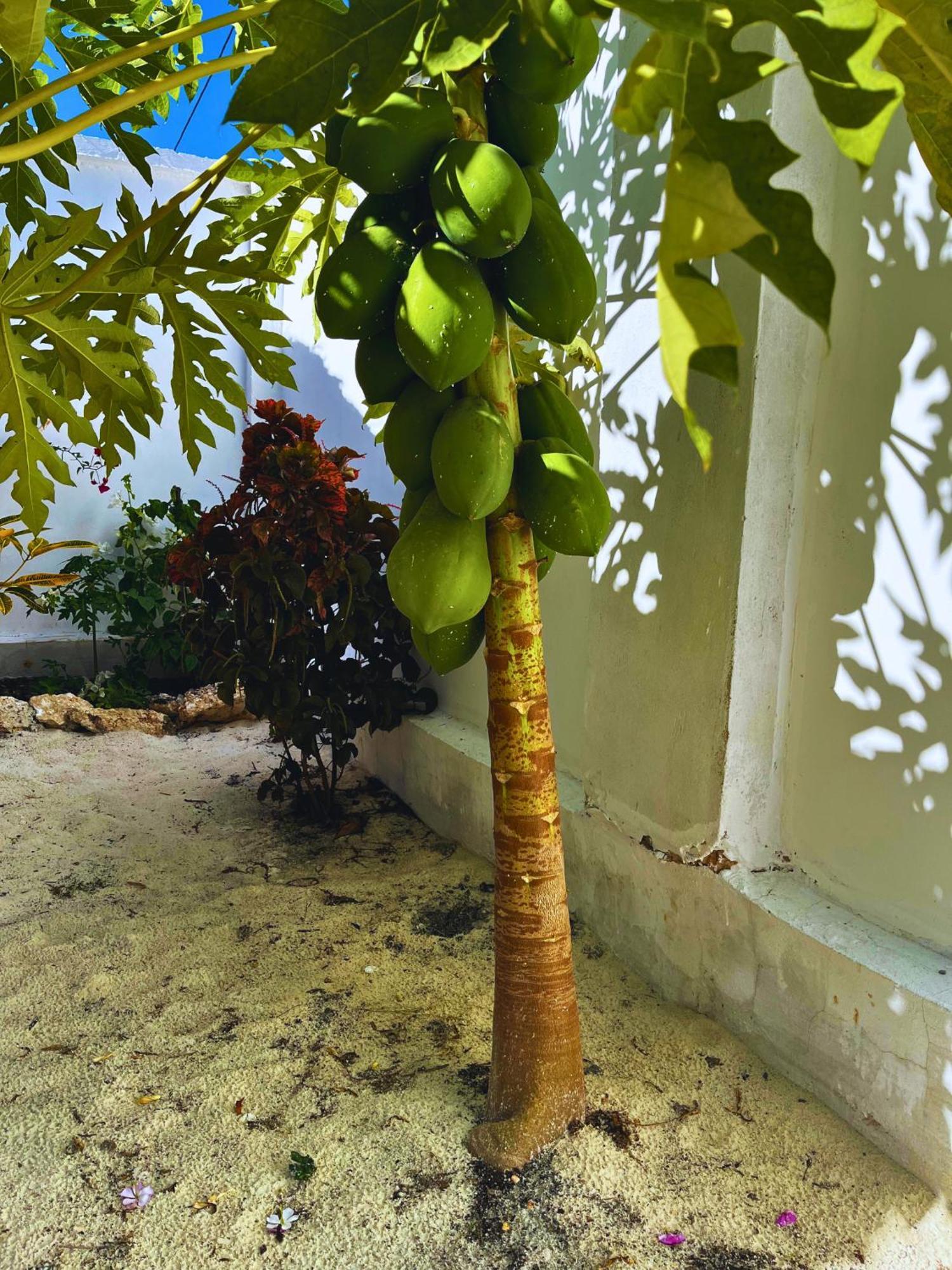 Sabali Lodge, Zanzibar Lodge Jambiani (Zanzibar)