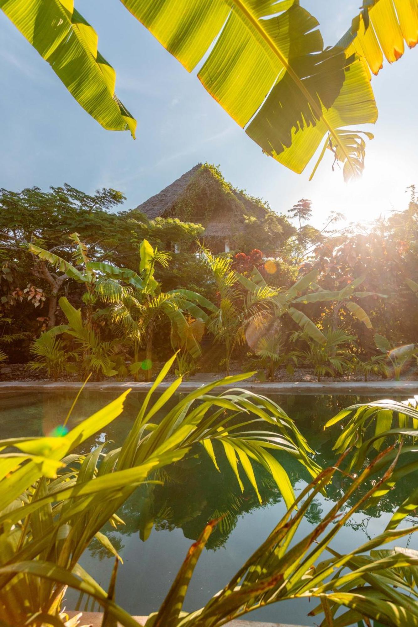 Bed & Breakfast Tropicana Boutique Bwejuu