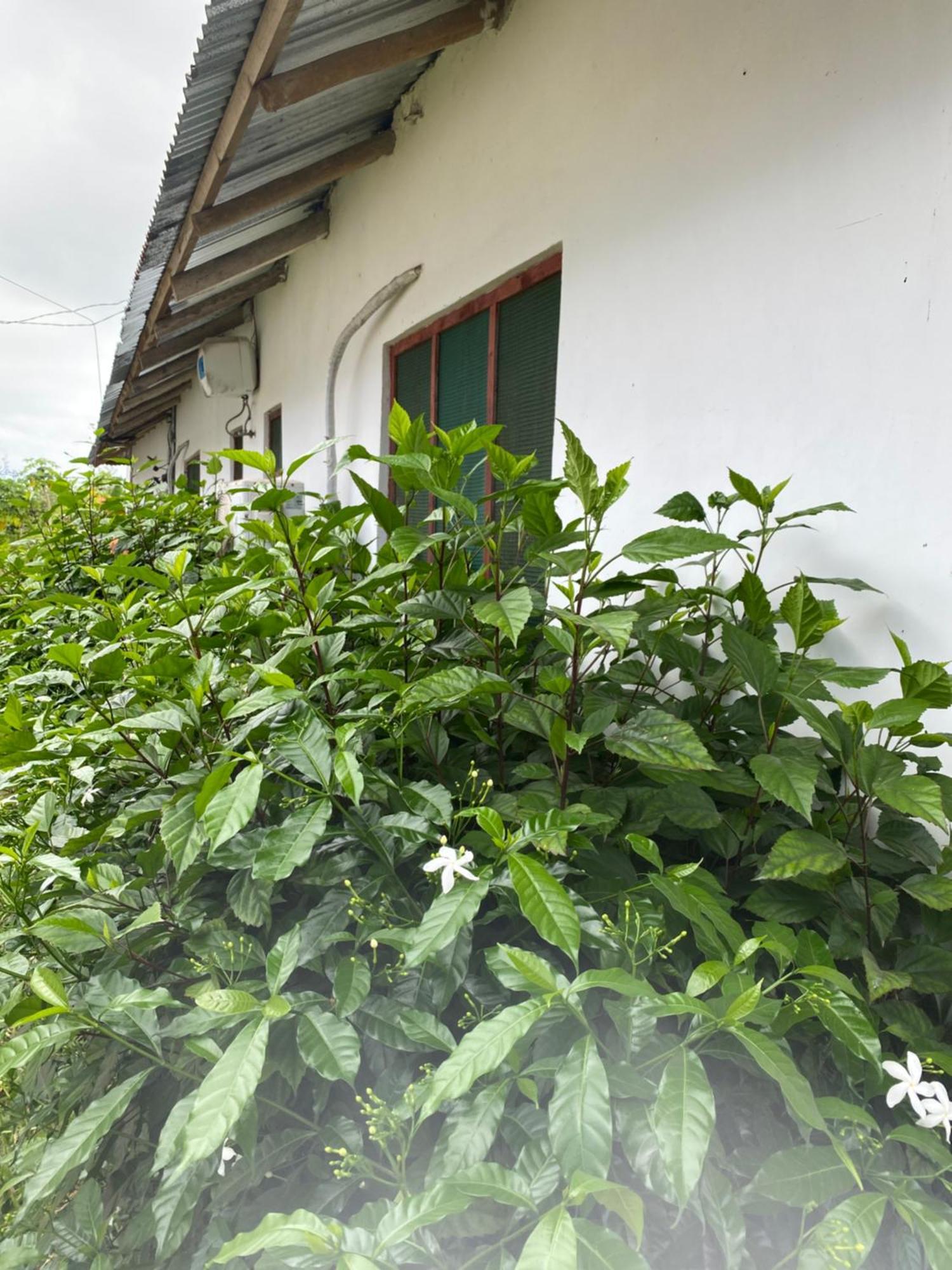 Falcon House Bed & Breakfast