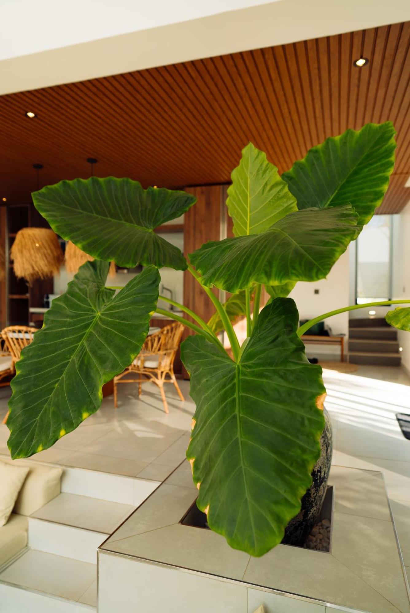 Emerald Escapes * Paje