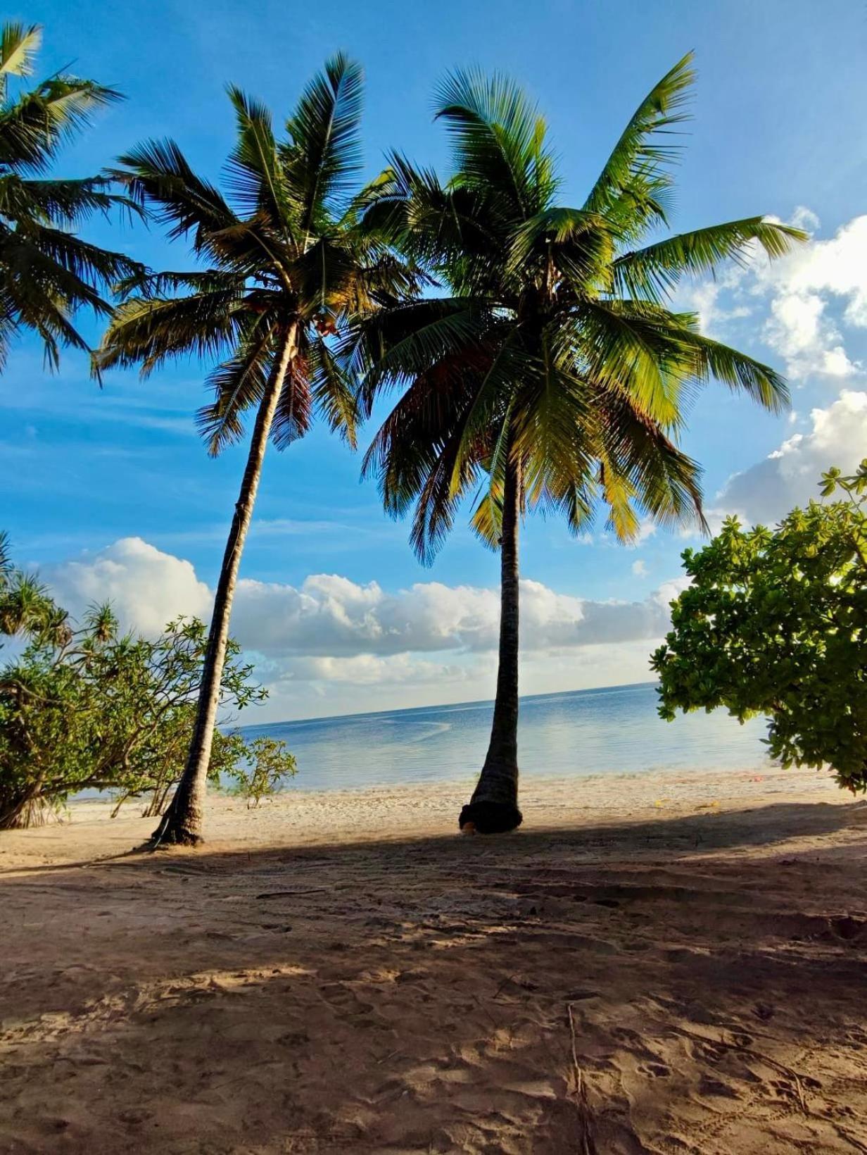Turkuaz Zanzibar