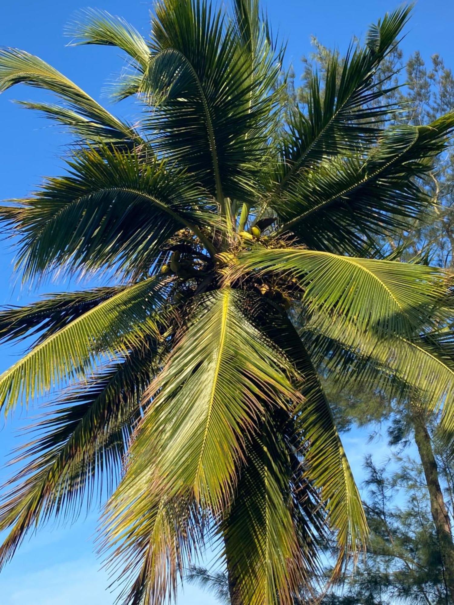 Amani Kiwengwa (Zanzibar)
