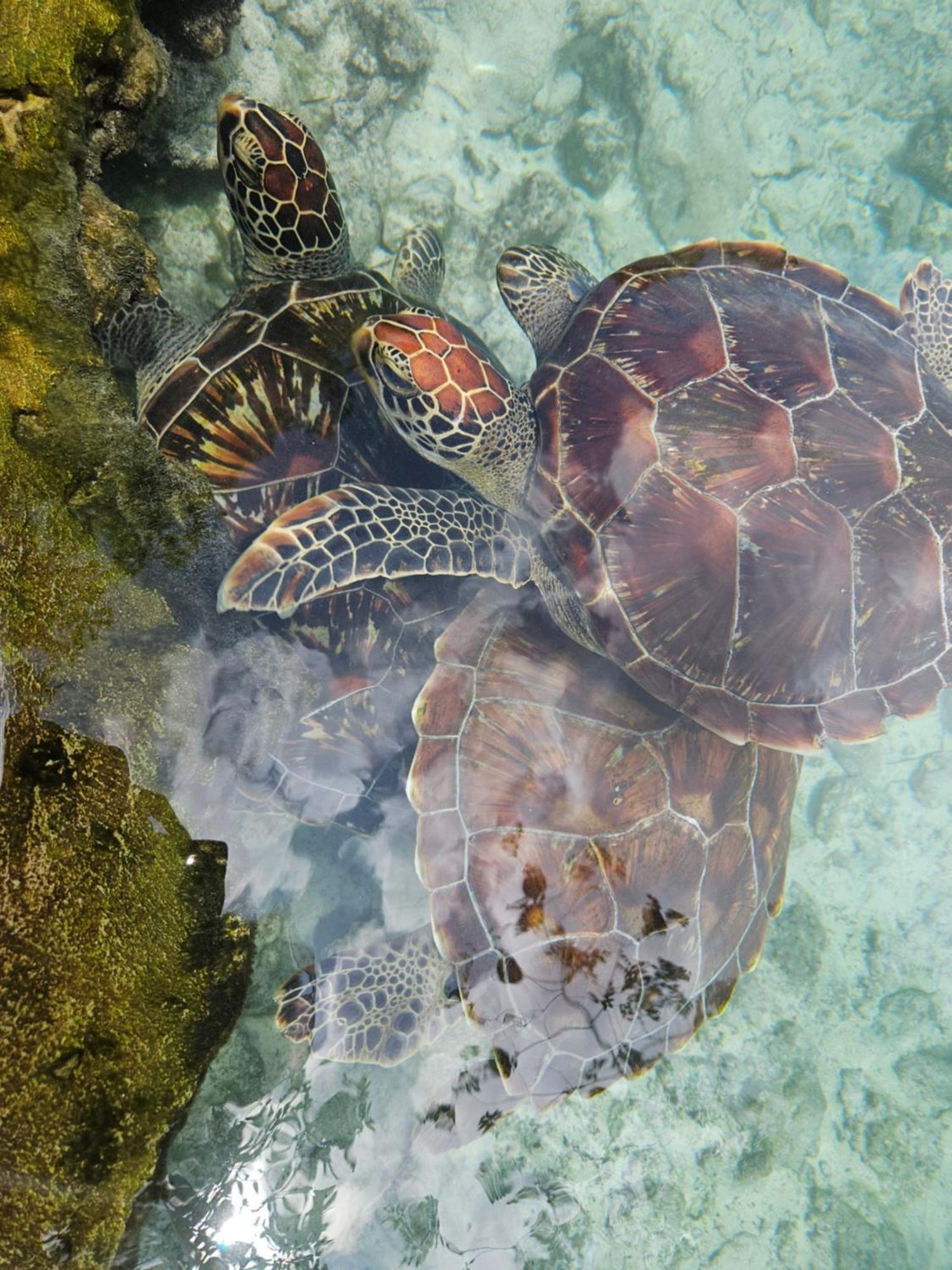 Mbaliparadise Jambiani (Zanzibar)